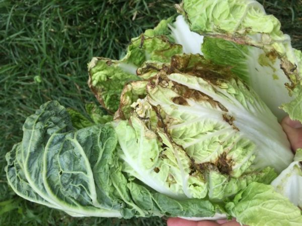 Why does cabbage turn black inside?