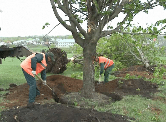 How and when you can transplant a chestnut: instructions