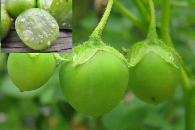 Do potatoes have fruits and what are they called?
