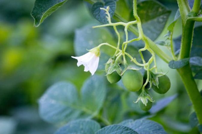 Do potatoes have fruits and what are they called?