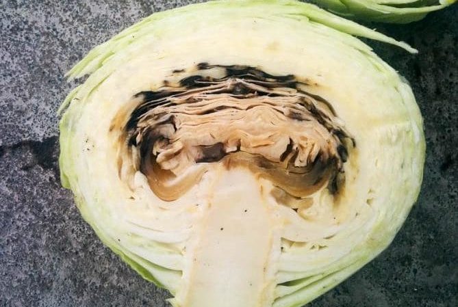 Mid-season resistant cabbage hybrid Gloria f1
