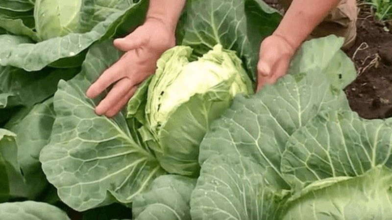Why does white cabbage crack?