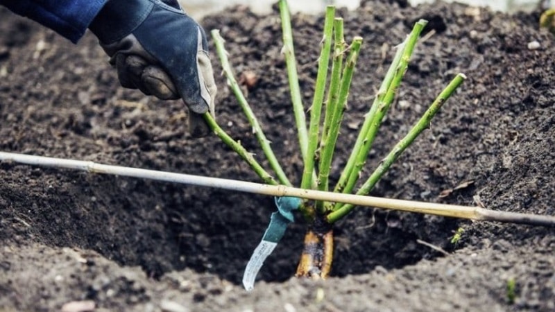 Planting roses in autumn: in detail and step by step