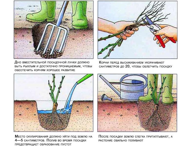 Planting roses in autumn: in detail and step by step