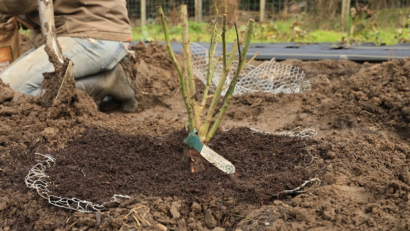 Planting roses in autumn: in detail and step by step