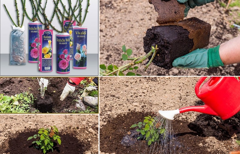 Planting roses in autumn: in detail and step by step