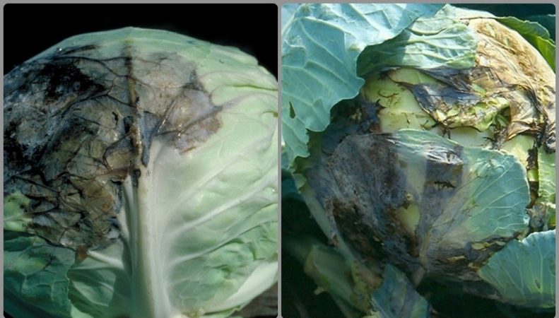 Why does cabbage turn black inside?