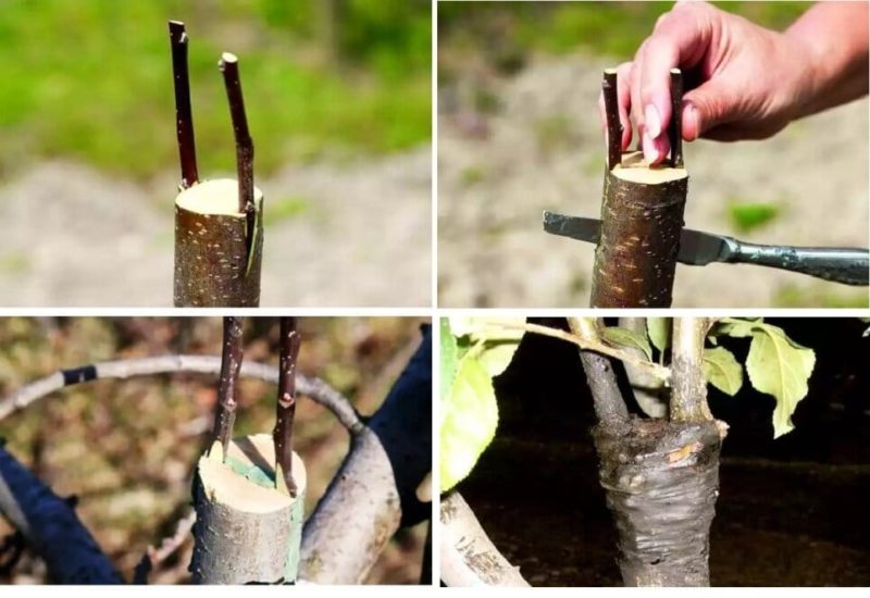 How to plant an apple tree in the fall and how to do it correctly
