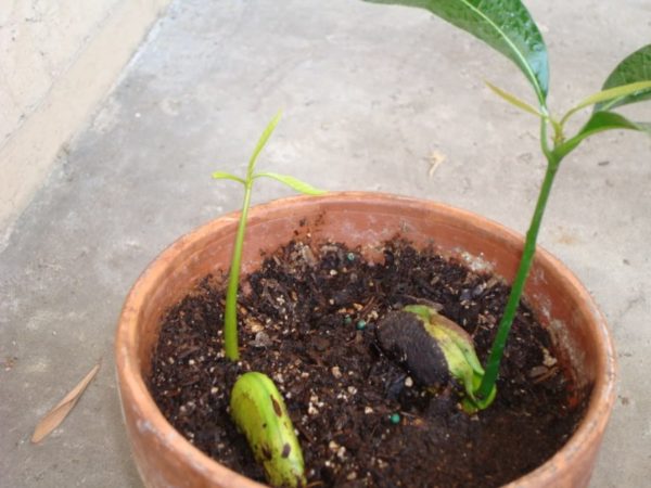 Selecting soil for mangoes at home