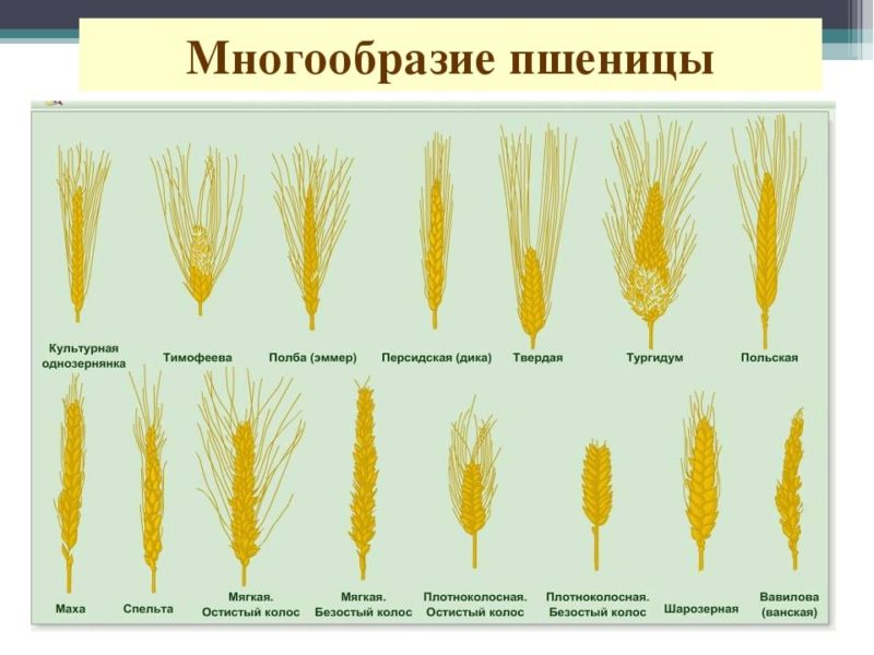 What types of wheat are there: characteristics of types and varieties