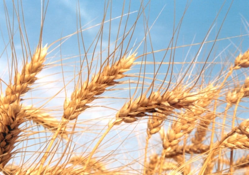 What types of wheat are there: characteristics of types and varieties