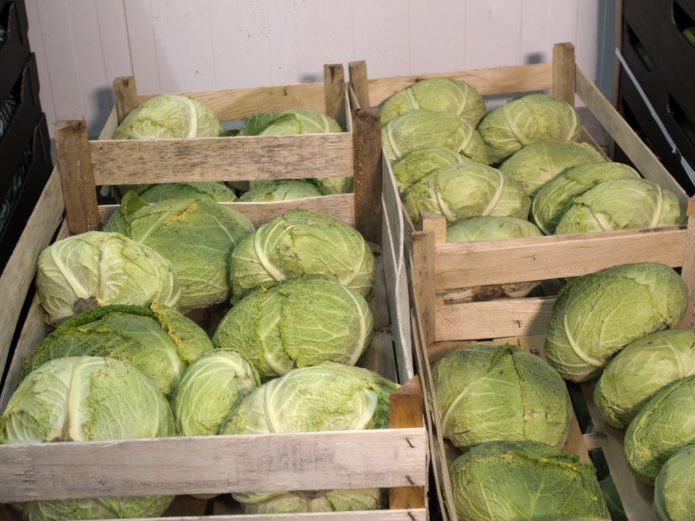 When to harvest cabbage from the garden for storage for the winter according to the lunar calendar 2020