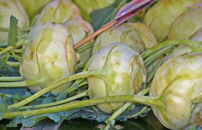 When to harvest kohlrabi cabbage and beds