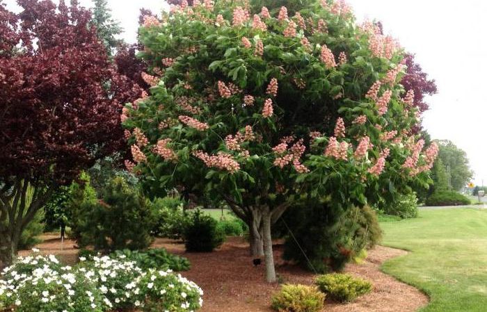 How and when you can transplant a chestnut: instructions