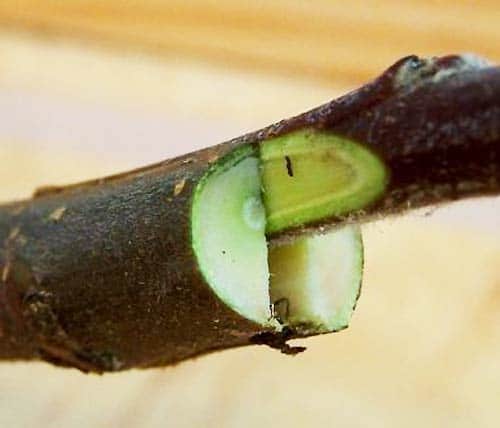 How to plant an apple tree in the fall and how to do it correctly