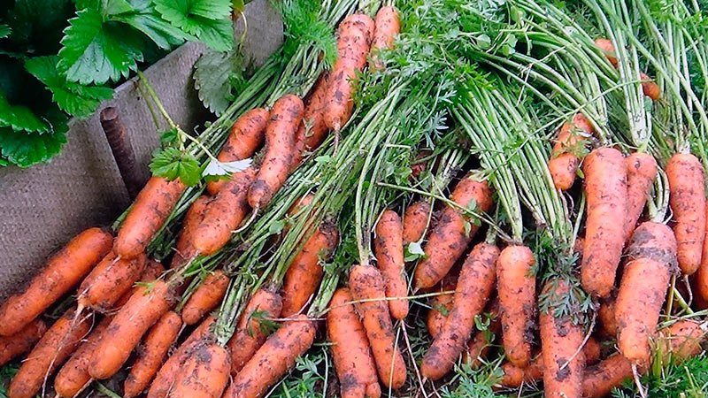 How to determine the best time to harvest carrots in the Moscow region