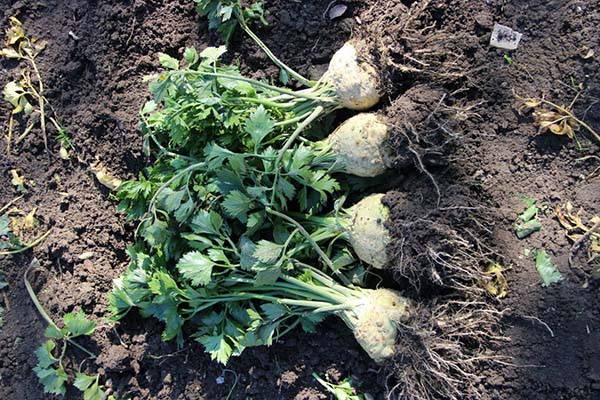 How to properly dig up celery root and when to do it