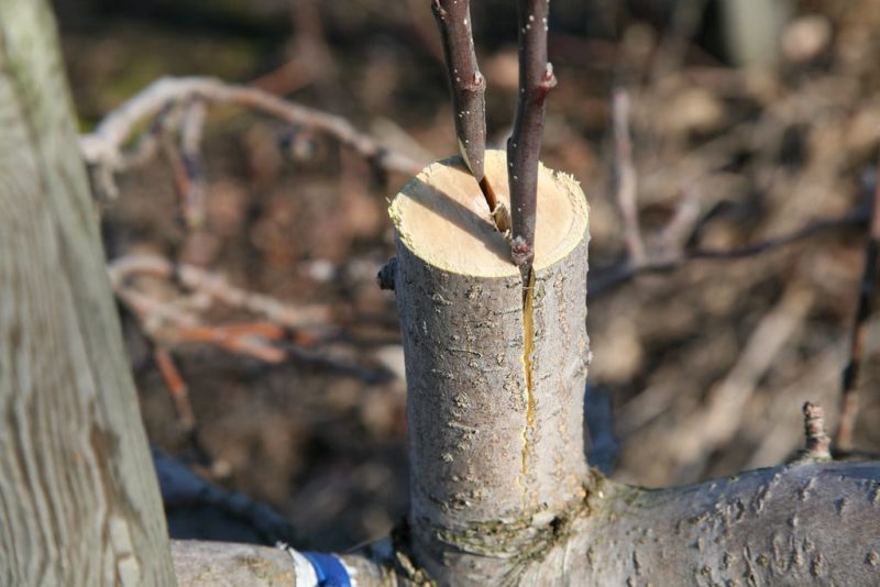How to plant an apple tree in the fall and how to do it correctly