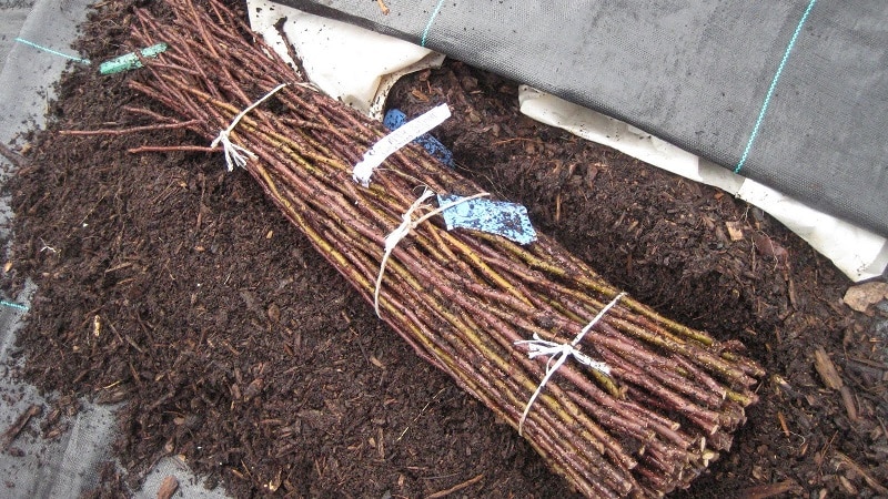 Harvesting grape cuttings in the fall and storing until spring
