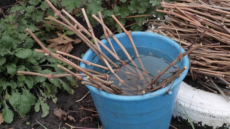 Harvesting grape cuttings in the fall and storing until spring