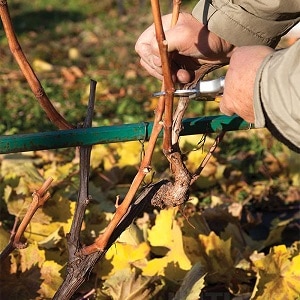 Harvesting grape cuttings in the fall and storing until spring