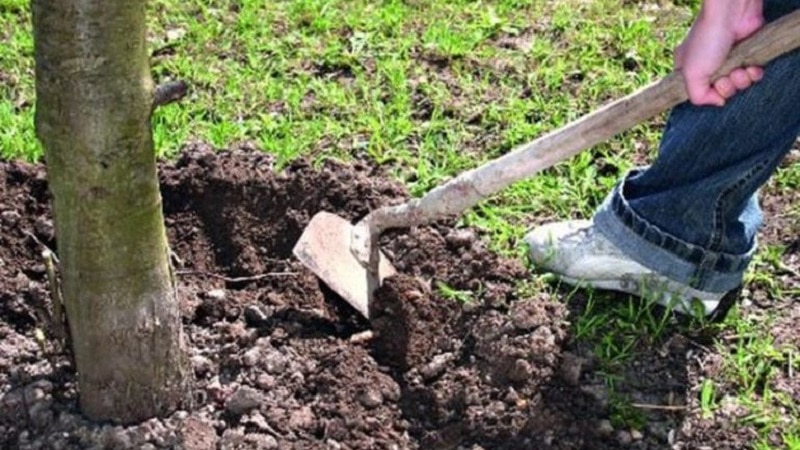 Feeding apple trees correctly in the fall: all the ways