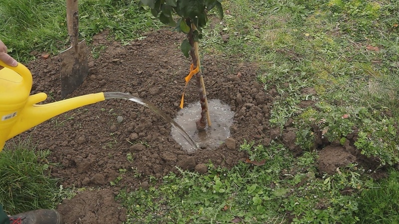 Feeding apple trees correctly in the fall: all the ways