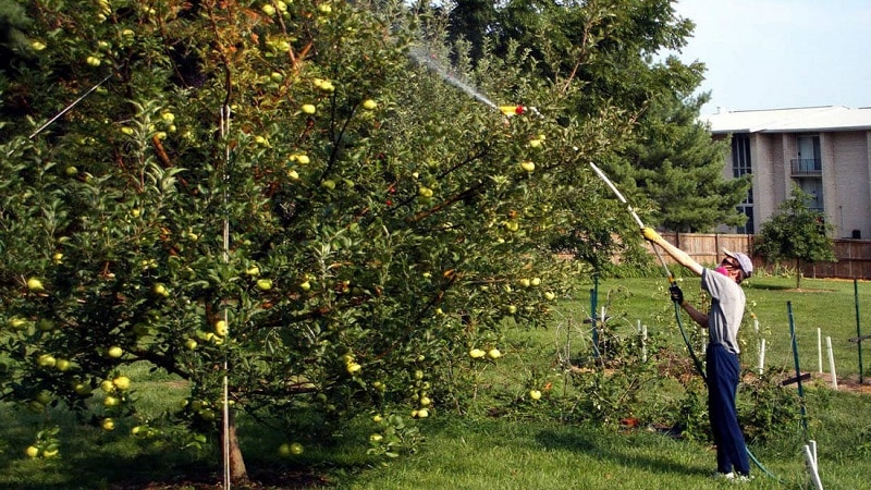 Feeding apple trees correctly in the fall: all the ways
