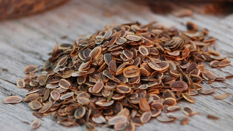 How do dill seeds help against parasites and how to use them correctly