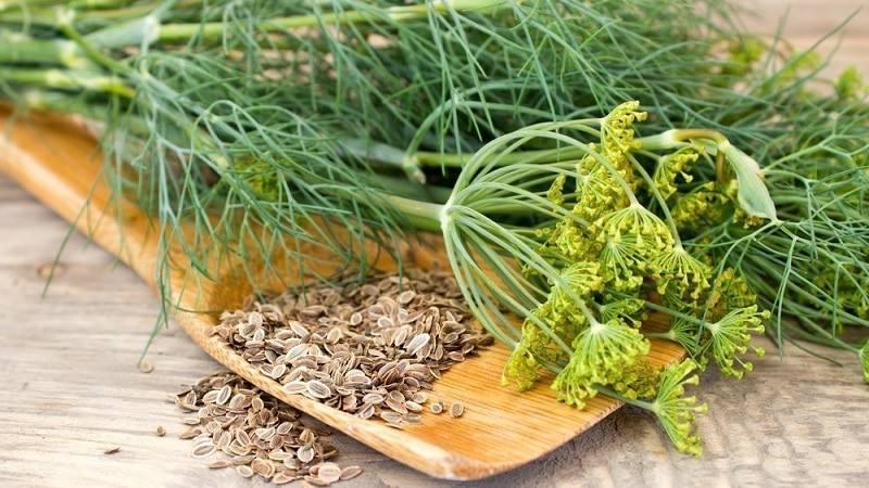 How do dill seeds help against parasites and how to use them correctly