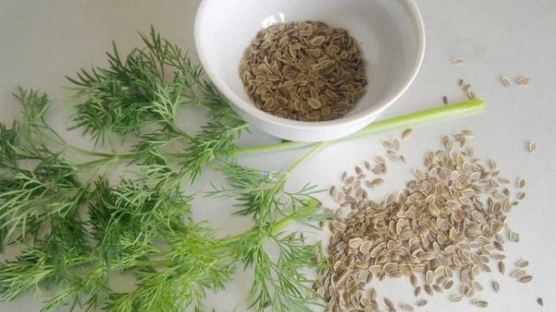 How do dill seeds help against parasites and how to use them correctly
