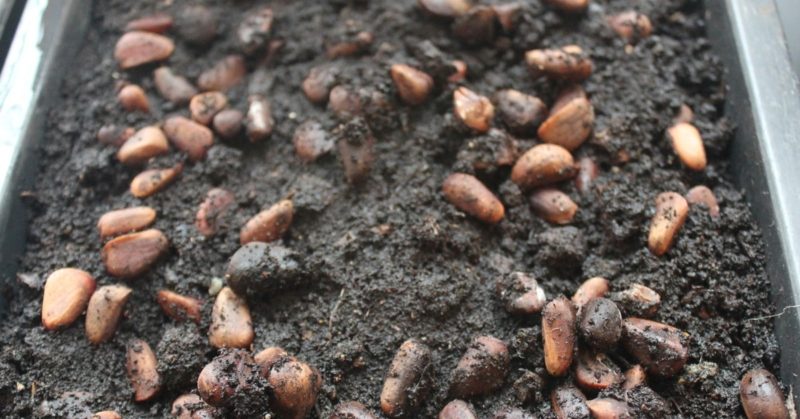 How to germinate pine nuts at home