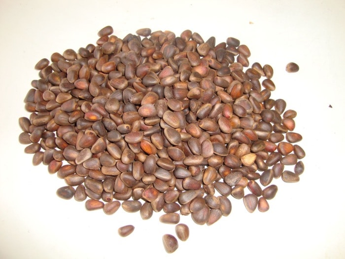 How to germinate pine nuts at home