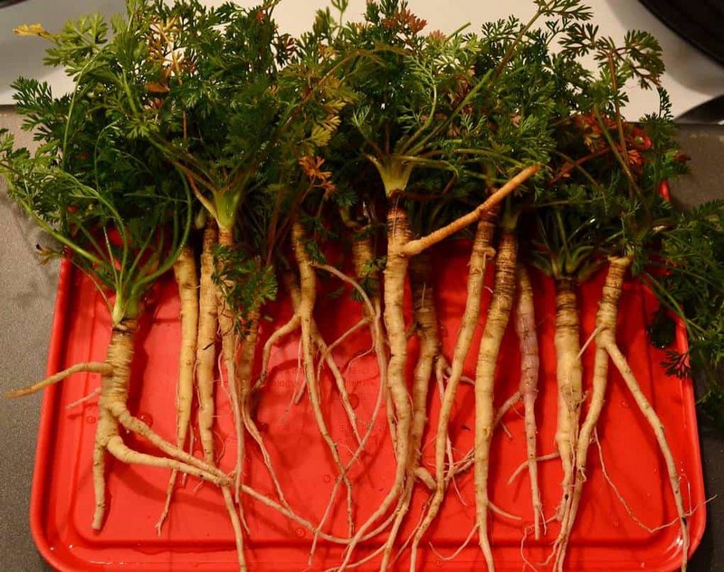 Medicinal properties of wild carrots and methods of use in folk medicine