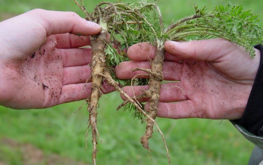 Medicinal properties of wild carrots and methods of use in folk medicine