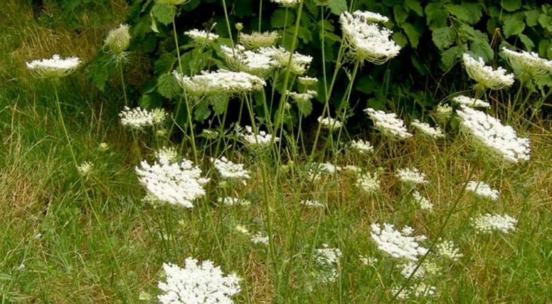 Medicinal properties of wild carrots and methods of use in folk medicine
