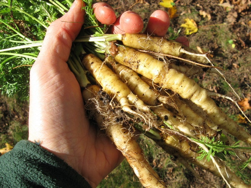 Medicinal properties of wild carrots and methods of use in folk medicine