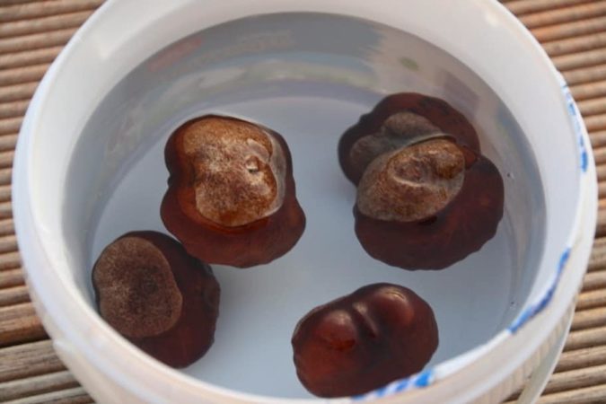 How to grow chestnuts from nuts at home
