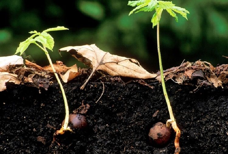 How to grow chestnuts from nuts at home