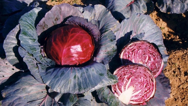Red cabbage: description and cultivation features