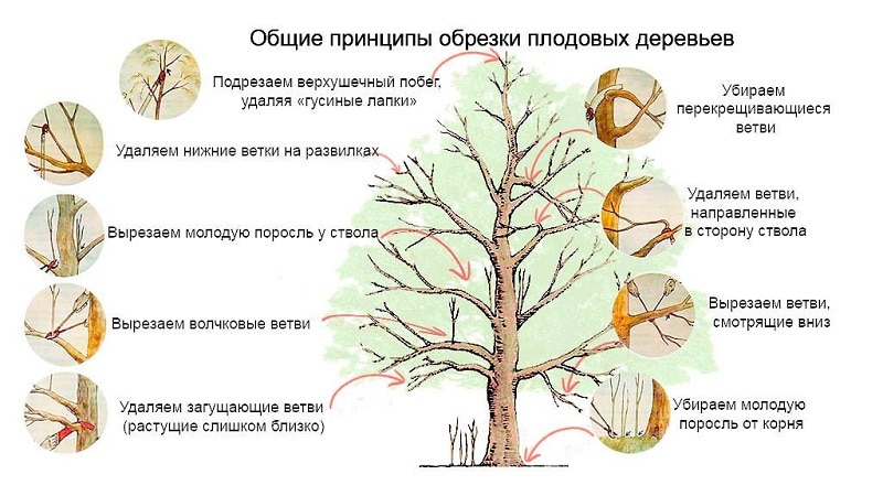 Timing, instructions and diagrams for pruning an apple tree in the fall for beginners