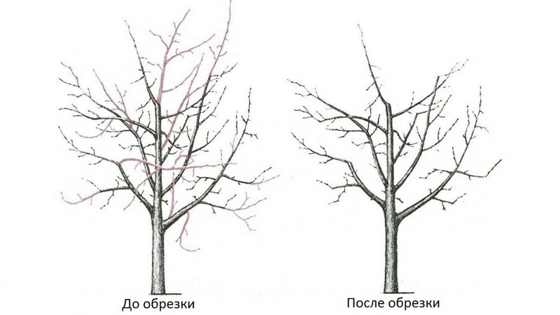 Timing, instructions and diagrams for pruning an apple tree in the fall for beginners