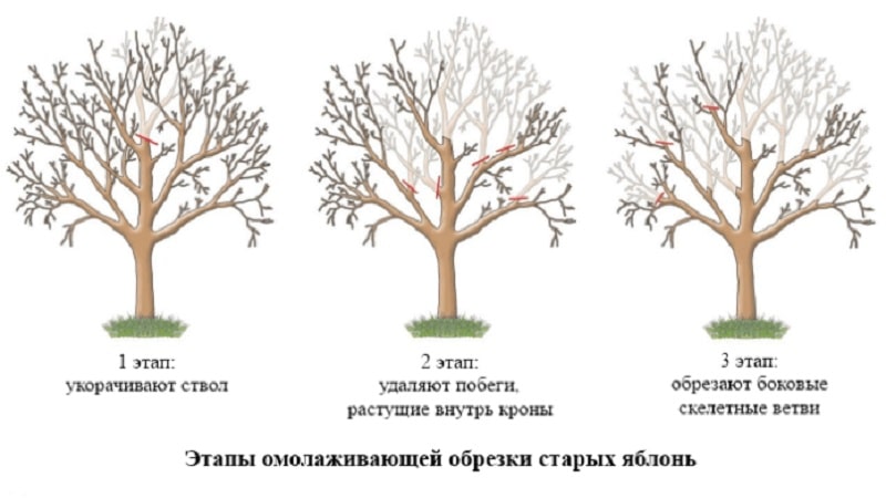Timing, instructions and diagrams for pruning an apple tree in the fall for beginners