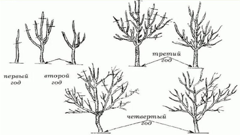 Timing, instructions and diagrams for pruning an apple tree in the fall for beginners