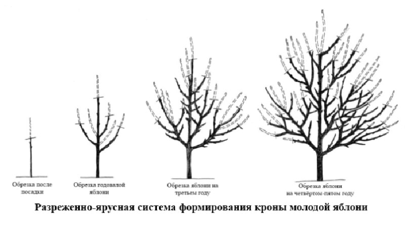 Timing, instructions and diagrams for pruning an apple tree in the fall for beginners