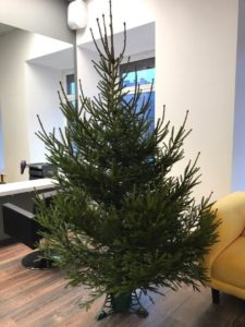 Which Christmas tree is better - artificial or live?