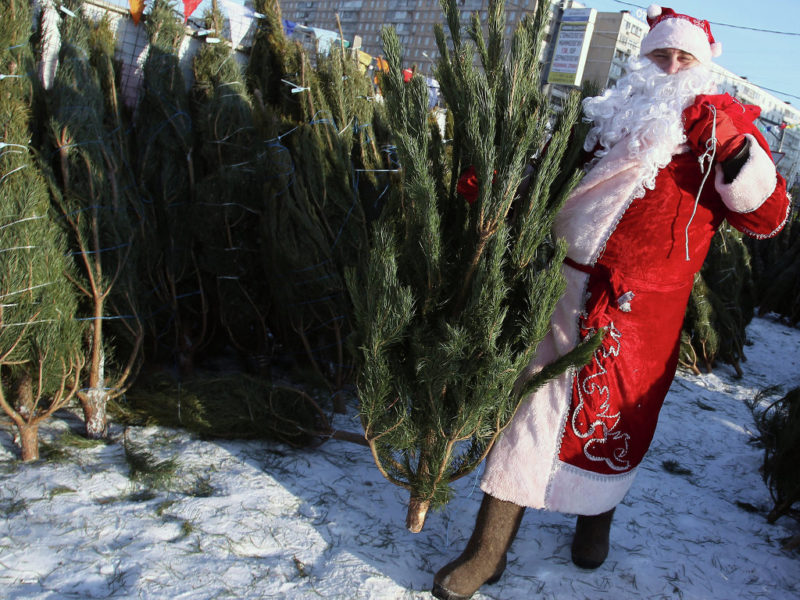 Which Christmas tree is better - artificial or live?