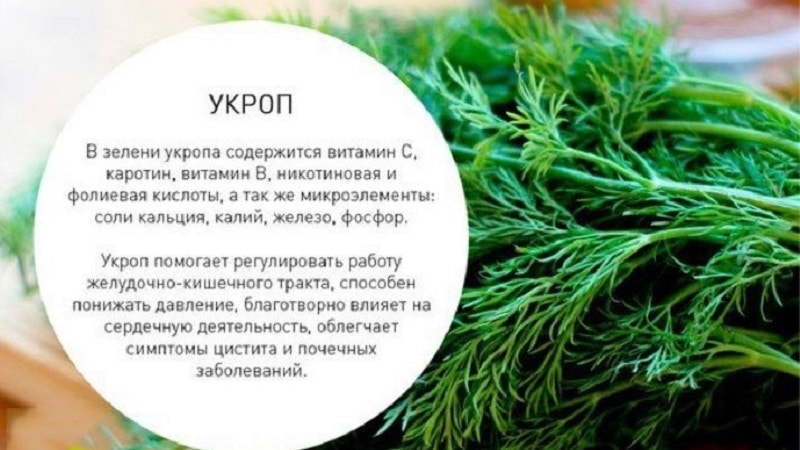 What vitamins are contained in dill - chemical composition and beneficial properties of the plant