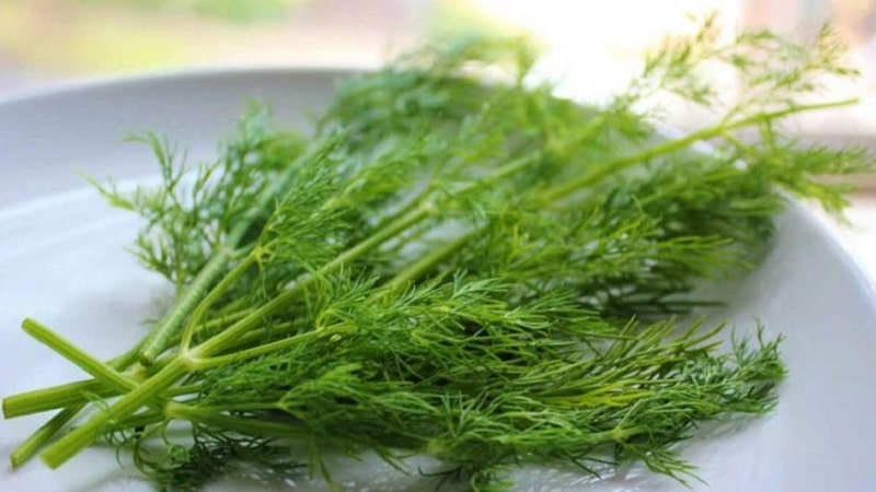 What vitamins are contained in dill - chemical composition and beneficial properties of the plant