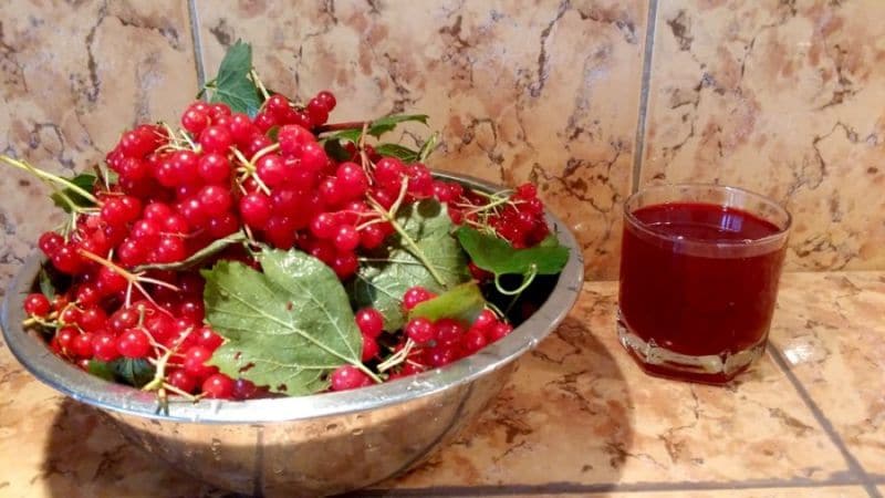 Useful properties and contraindications of viburnum for women